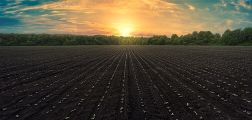 Panoramic shot of a black field with even rows of sunflower shoots at sunset. Growing sunflower in Ukraine. Plowed Field with Sunflower Shoots at Sunset: Panoramic Background for Agribusiness. - obrazy, fototapety, plakaty
