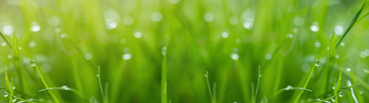 Juicy lush green grass on meadow with drops of water dew in morning light in spring summer outdoors close-up macro, panorama Hintergrund Banner. Artistic image of purity and freshness of nature
