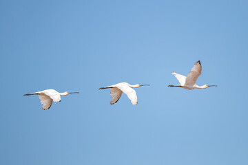 Three Eurasian spoonbill (Platalea leucorodia) in flight in the natural area Marismas de Odiel, Huelva, Andalusia, Spain