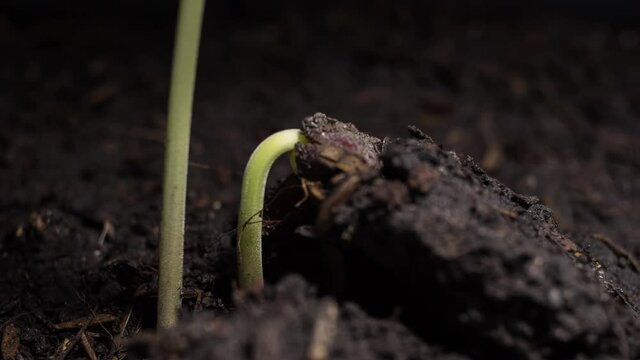 Footage B roll timelapse Growing plants. Sprouts germination newborn pea plants. Time lapse organic pea plants growing up through fertile. Success new life like investment concept.