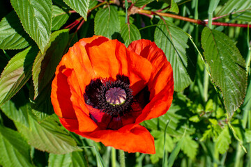 red poppy flower