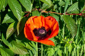 red poppy flower