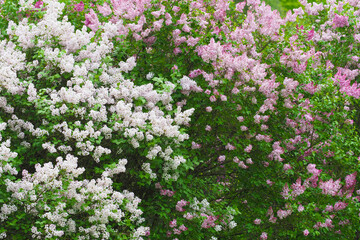 Blooming lilac background, Syringa. Purple, pink and white blooming lilac in spring garden