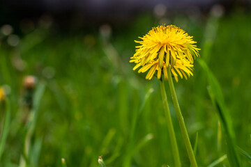 Dandelions seen on this green grass