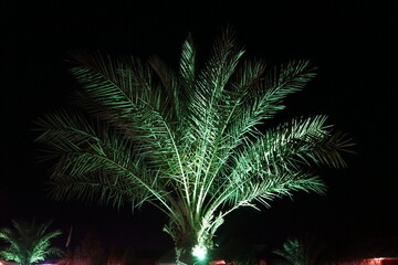 Green palm at night in Sharjah desert