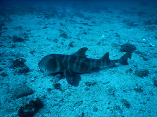 伊豆の海でダイビング中に見かけたm級の巨大ネコザメ