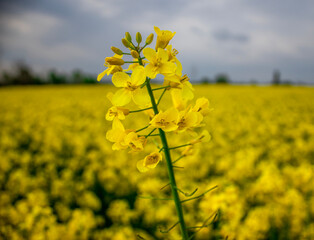 Obraz premium yellow canola