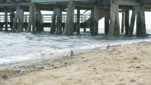 Two sparrows look for food at Baltic sea beach in 4k