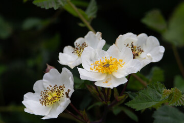 white and pale yellow wild rose flowers with a natural green background