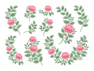 Hand drawn botanical peony flower arrangement, leaf branch vector illustrations and bouquet element collection
