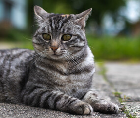 Fototapeta na wymiar Szary kot leżący na betonowym chodniku