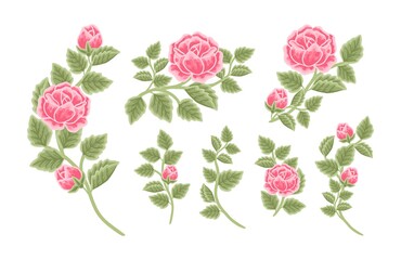 Hand drawn botanical rose flower arrangement, leaf branch vector illustrations and bouquet element collection