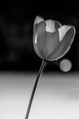 kwiat tulipan oświetlony słońcem w tle flara czarnobiały