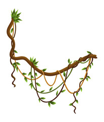 Twisted wild lianas branches banner. Jungle vine plants. Woody natural tropical rainforest