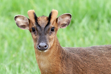 Muntjac deer head shot close up - Powered by Adobe