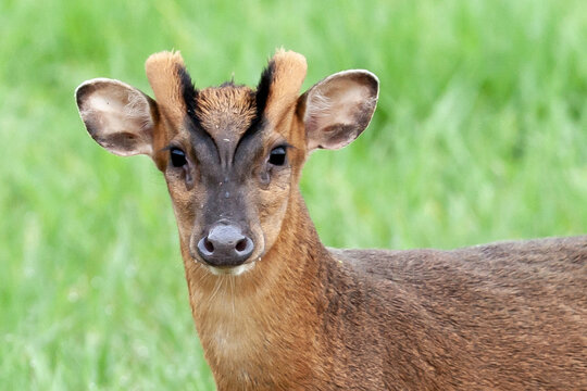 Muntjac deer head shot close up