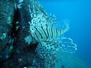 伊豆の海でダイビング中に見かけたヒレを拡げて優雅に泳ぐミノカサゴ