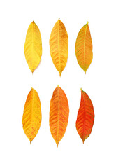 collection yellow autumn leaves on white background