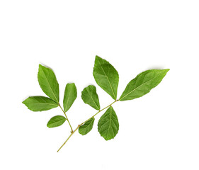 Naklejka na ściany i meble fresh green leaves on white background