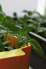 Pepper seedlings in an orange box, close up, texture, large green leaves.
