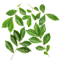 fresh green leaves on white background