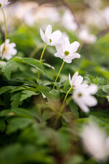  Wood anemone blooming in early spring