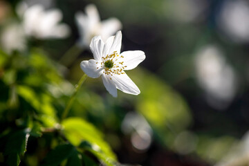  Wood anemone blooming in early spring - 438395885