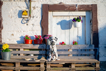 Dalmatian dog sits on a farm against a background of flowers in summer
