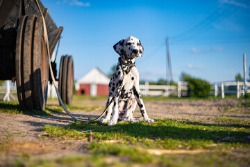 Dalmatian dog sits on a farm against a background of flowers in summer