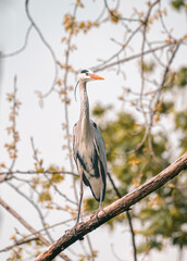 Full body portrait of gorgeous stork stays in tree branch on his claws. Warm pastel tones leaves background. Beautiful posture of crane bird during golden hour. Wild animals searching for prey