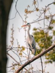 Full body portrait of gorgeous stork stays in tree branch on his claws. Warm pastel tones leaves background. Beautiful posture of crane bird during golden hour. Wild animals searching for prey