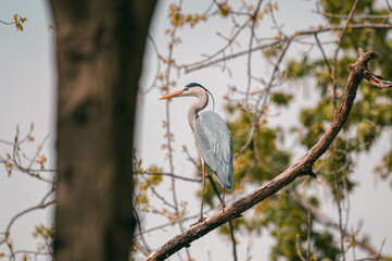Full body portrait of gorgeous stork stays in tree branch on his claws. Warm pastel tones leaves background. Beautiful posture of crane bird during golden hour. Wild animals searching for prey