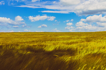 field of wheat in the summer with white clouds on the blue sky in the background