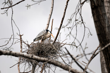 Gorgeous animal heron sits in a tree collects branches to make nest. Amazing posture of stork living in a wild. Neutral tones picture of crane between branches and leaves. Common birds in nature.
