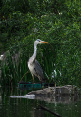 Full body portrait of gorgeous stork stays on rock, his claws. Warm pastel tones leaves background. Beautiful posture of crane bird during golden hour. Wild animals searching for prey, hunting in pond
