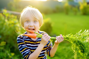 Happy little boy helps family to harvest of organic homegrown vegetables at backyard of farm. Child eating carrot and having fun. Healthy vegetarian food. Local business. Harvesting.
