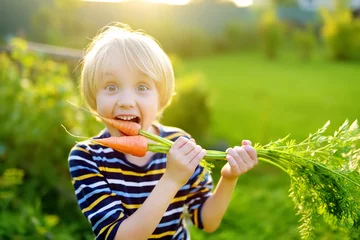 Zelfklevend Fotobehang Happy little boy helps family to harvest of organic homegrown vegetables at backyard of farm. Child eating carrot and having fun. Healthy vegetarian food. Local business. Harvesting. © Maria Sbytova