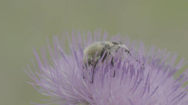 bug on a flower Close-up