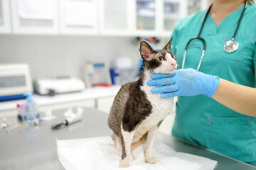 Veterinarian examines a cat of a disabled Cornish Rex breed in a veterinary clinic. The cat has only three paws. Health of pet. Care animal. Pet checkup, tests and vaccination