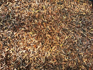close up of acacia leaves