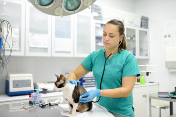 Veterinarian examines a cat of a disabled Cornish Rex breed in a veterinary clinic. The cat has...