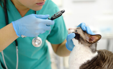 Veterinarian doctor checks eyesight of a cat of the breed Cornish Rex in a veterinary clinic....