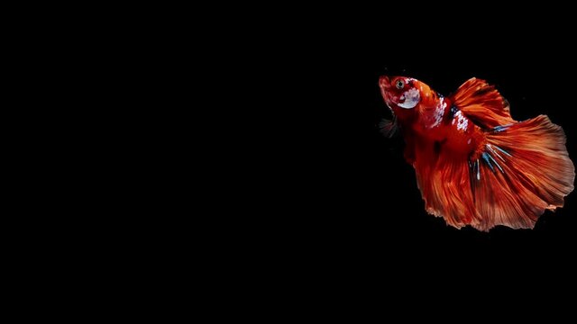 Thai Fighting Fish or Betta Splendens, Betta is a species in the gourami family, Siamese Elephant Ear Betta Fish is a popular fish in the aquarium trade