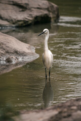 Gorgeous young white stork bird stays in river water between rocks looks for prey. Common animals in the wild. Lonely crane finds food.