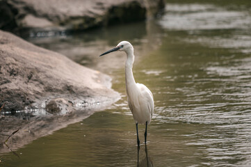 Obraz premium Gorgeous young white stork bird stays in river water between rocks looks for prey. Common animals in the wild. Lonely crane finds food.