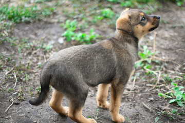 
Sad mestizo puppy sitting in a dog shelter. Cage for animals.
I'm waiting for a new owner.