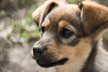 
Sad mestizo puppy sitting in a dog shelter. Cage for animals.
I'm waiting for a new owner.