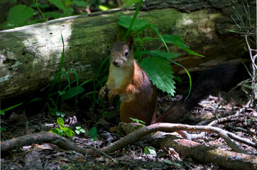 Wild squirrel in the forest looking for food.