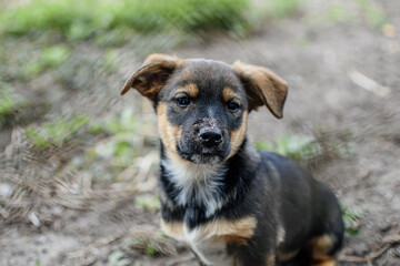 
Sad mestizo puppy sitting in a dog shelter. Cage for animals.
I'm waiting for a new owner.