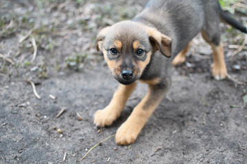 
Sad mestizo puppy sitting in a dog shelter. Cage for animals.
I'm waiting for a new owner.